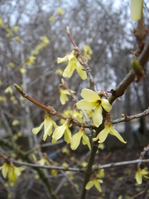 Forsythia ovata P1B